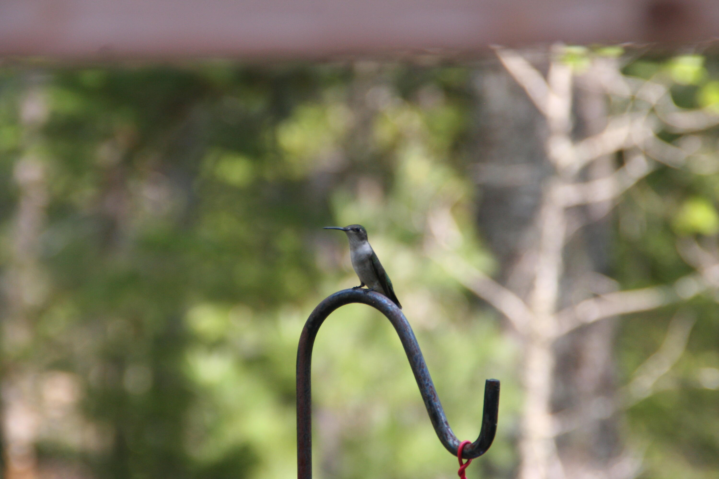 Lot 20 Town Farm Road Greenbush, ME 04418 - Photo 27 of 67 004