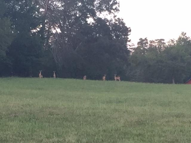 1720 Midway Road Strawberry Plains, TN 37871 - Photo 40 of 40 deer