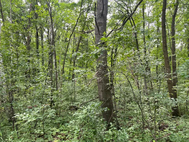 $179,000 | 0 Cross Lake Road, Pine City, MN 55063