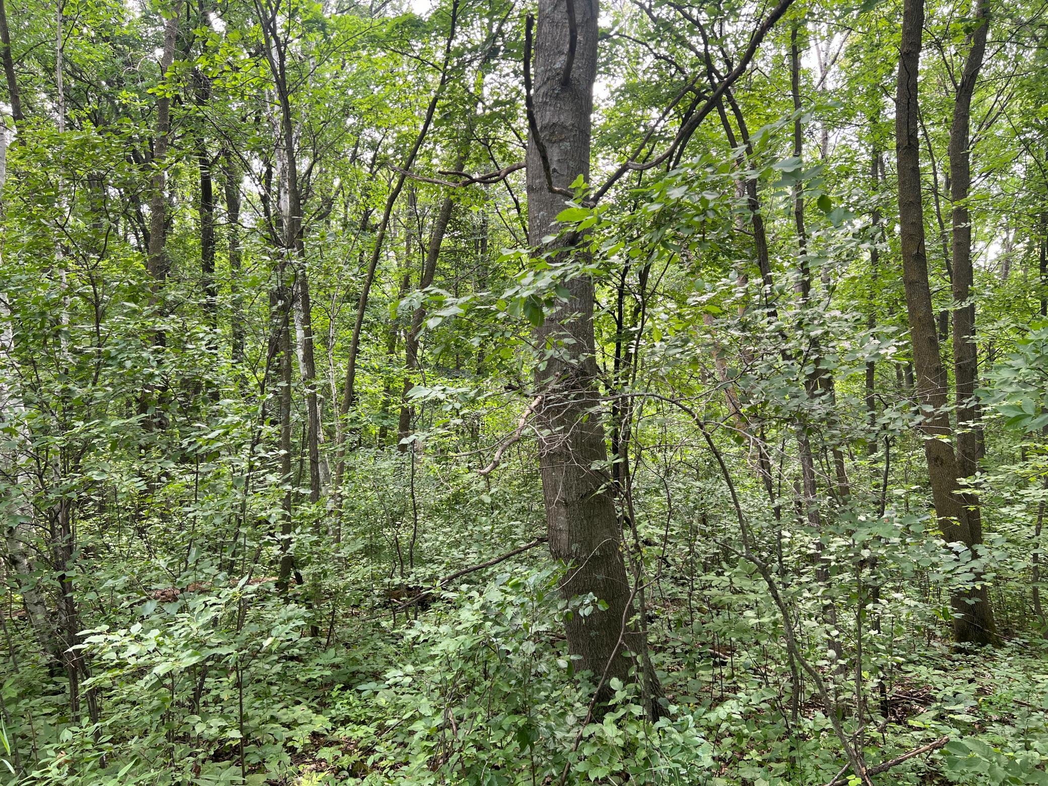 0 Cross Lake Road Pine City, MN 55063 - Photo 11 of 57