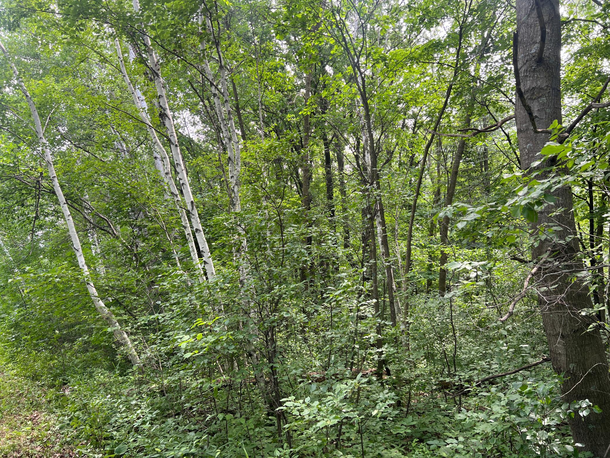 0 Cross Lake Road Pine City, MN 55063 - Photo 12 of 57