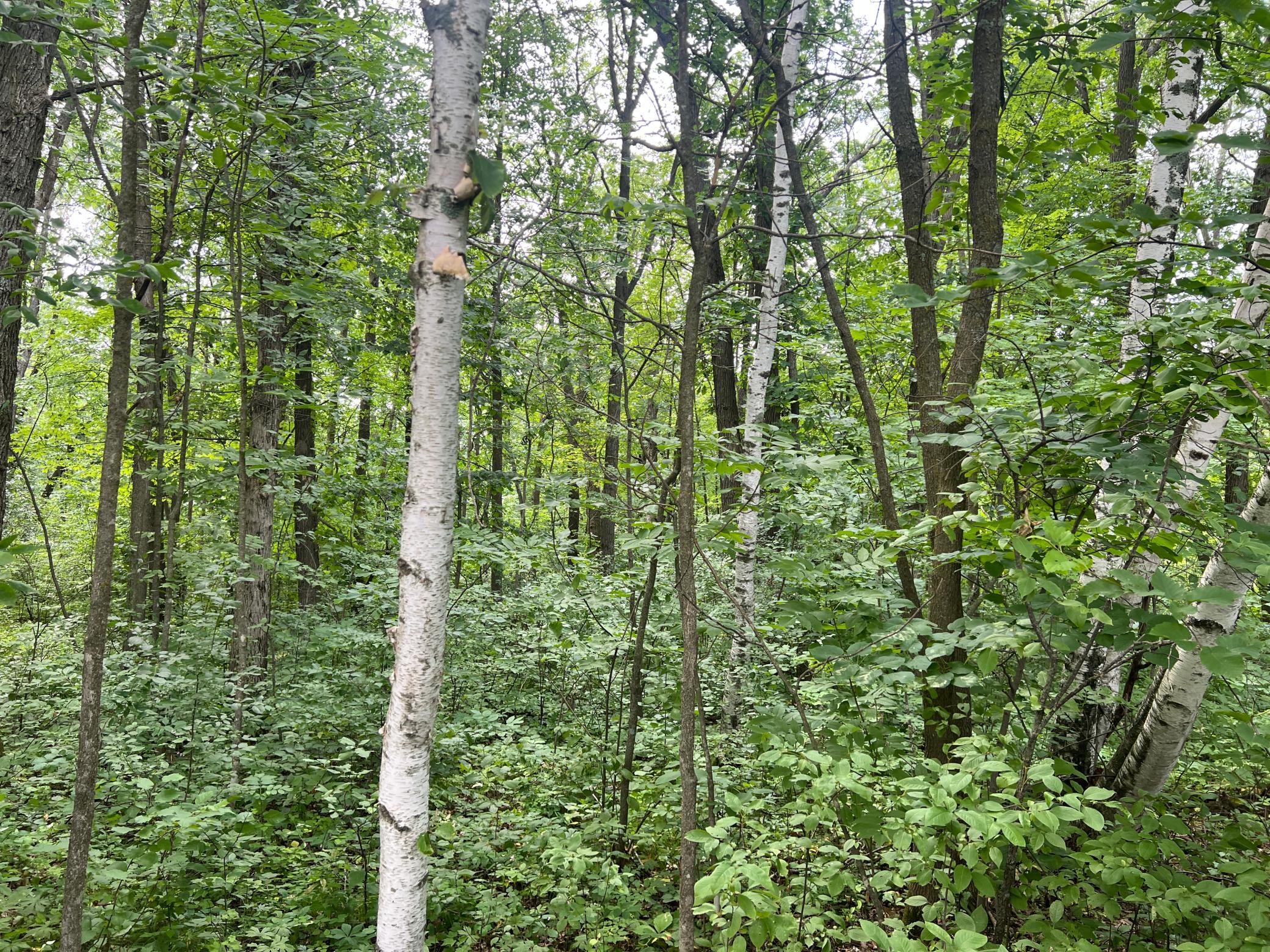 0 Cross Lake Road Pine City, MN 55063 - Photo 13 of 57