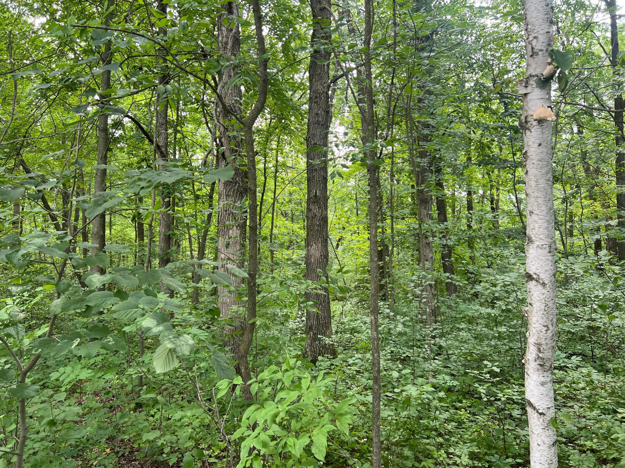 0 Cross Lake Road Pine City, MN 55063 - Photo 14 of 57