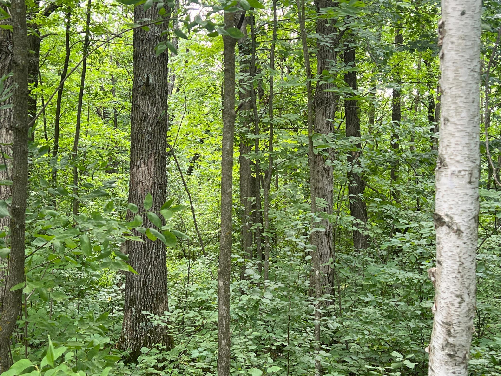 0 Cross Lake Road Pine City, MN 55063 - Photo 15 of 57