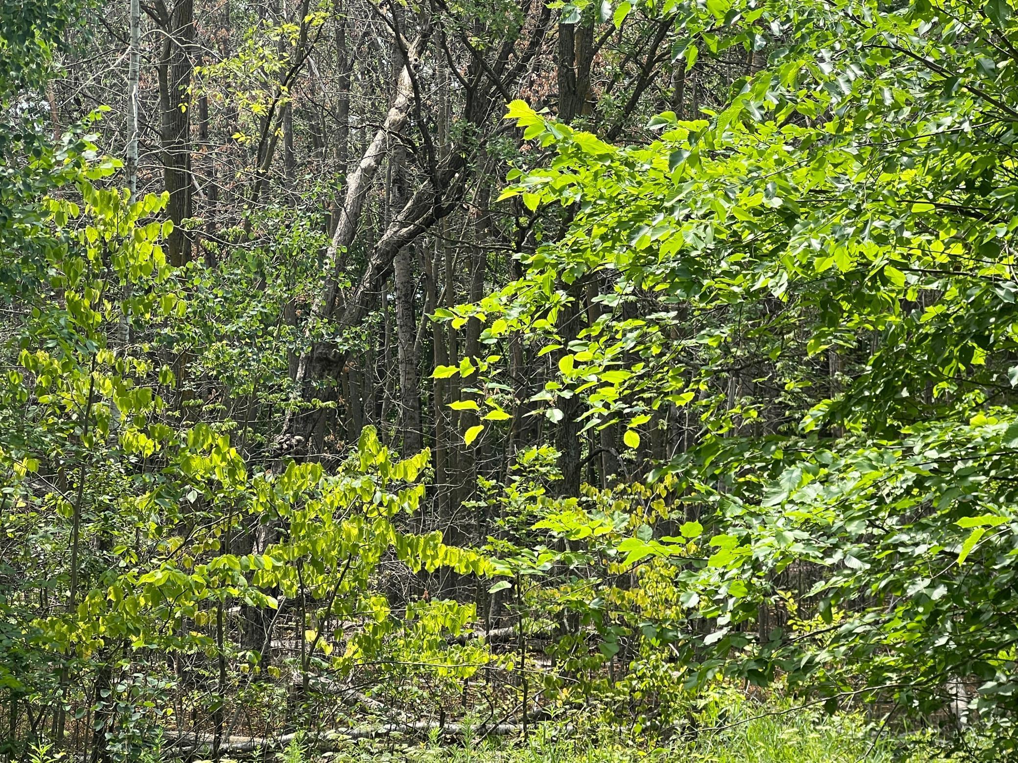 0 Cross Lake Road Pine City, MN 55063 - Photo 17 of 57