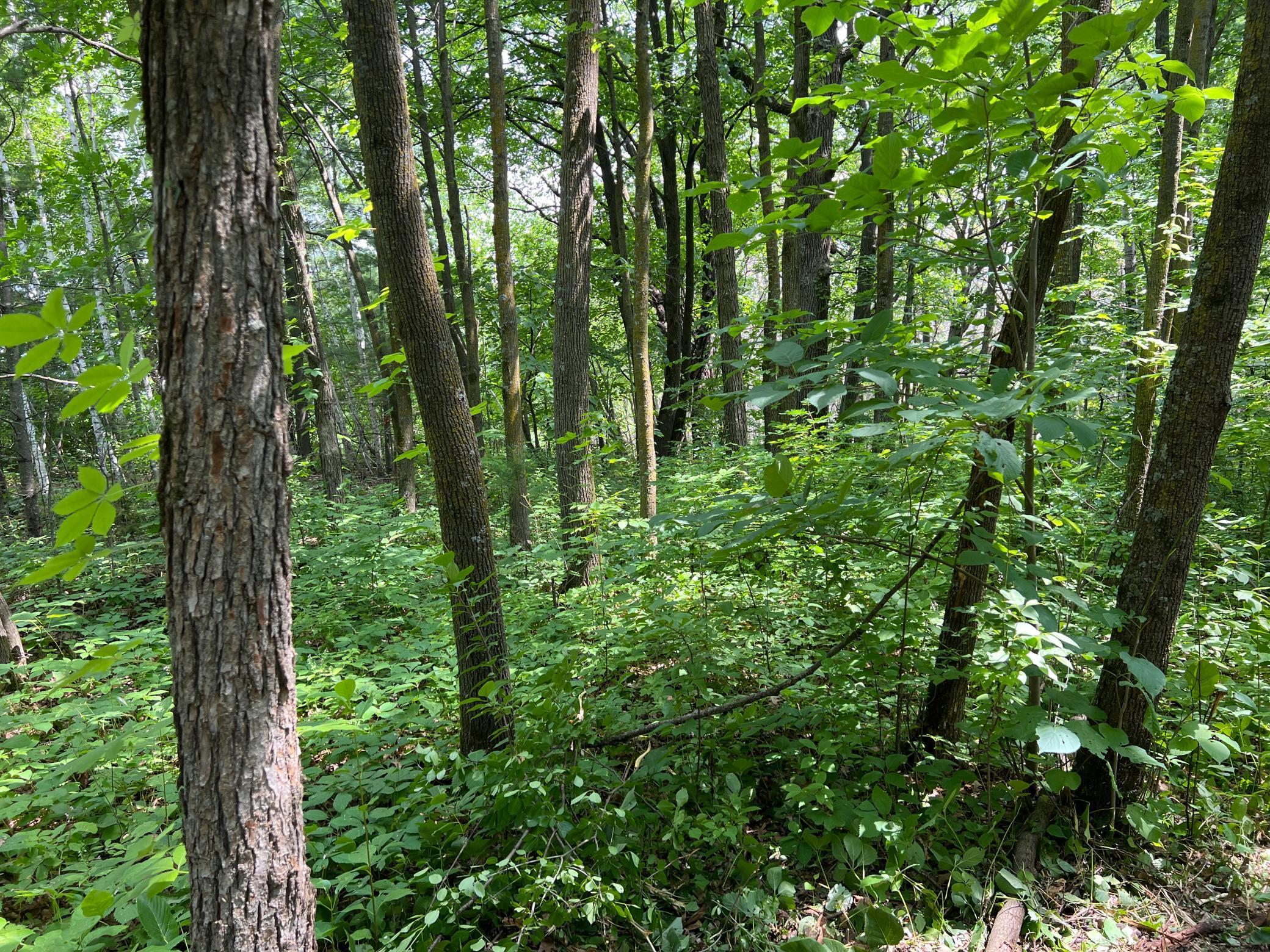 0 Cross Lake Road Pine City, MN 55063 - Photo 20 of 57