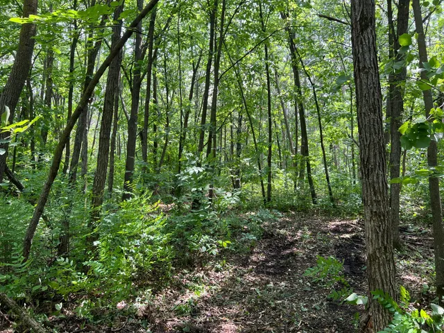 $179,000 | 0 Cross Lake Road, Pine City, MN 55063