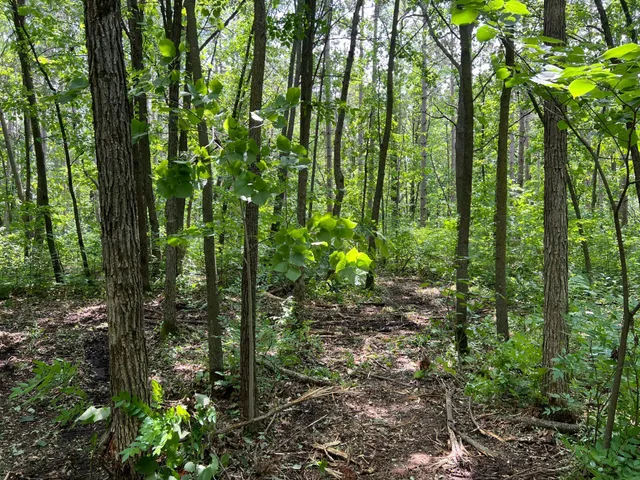 $179,000 | 0 Cross Lake Road, Pine City, MN 55063