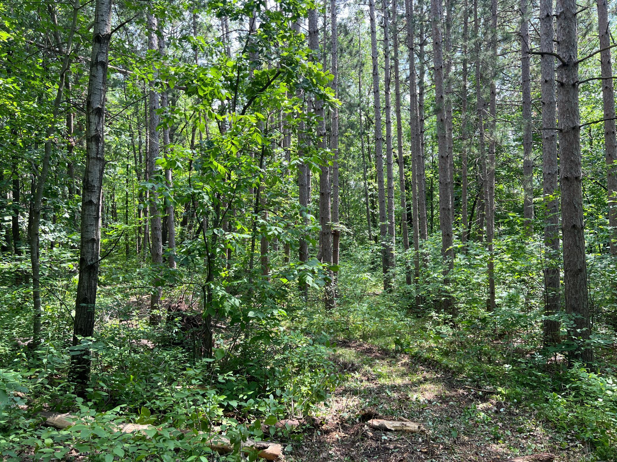 0 Cross Lake Road Pine City, MN 55063 - Photo 24 of 57