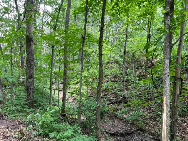 $179,000 | 0 Cross Lake Road, Pine City, MN 55063