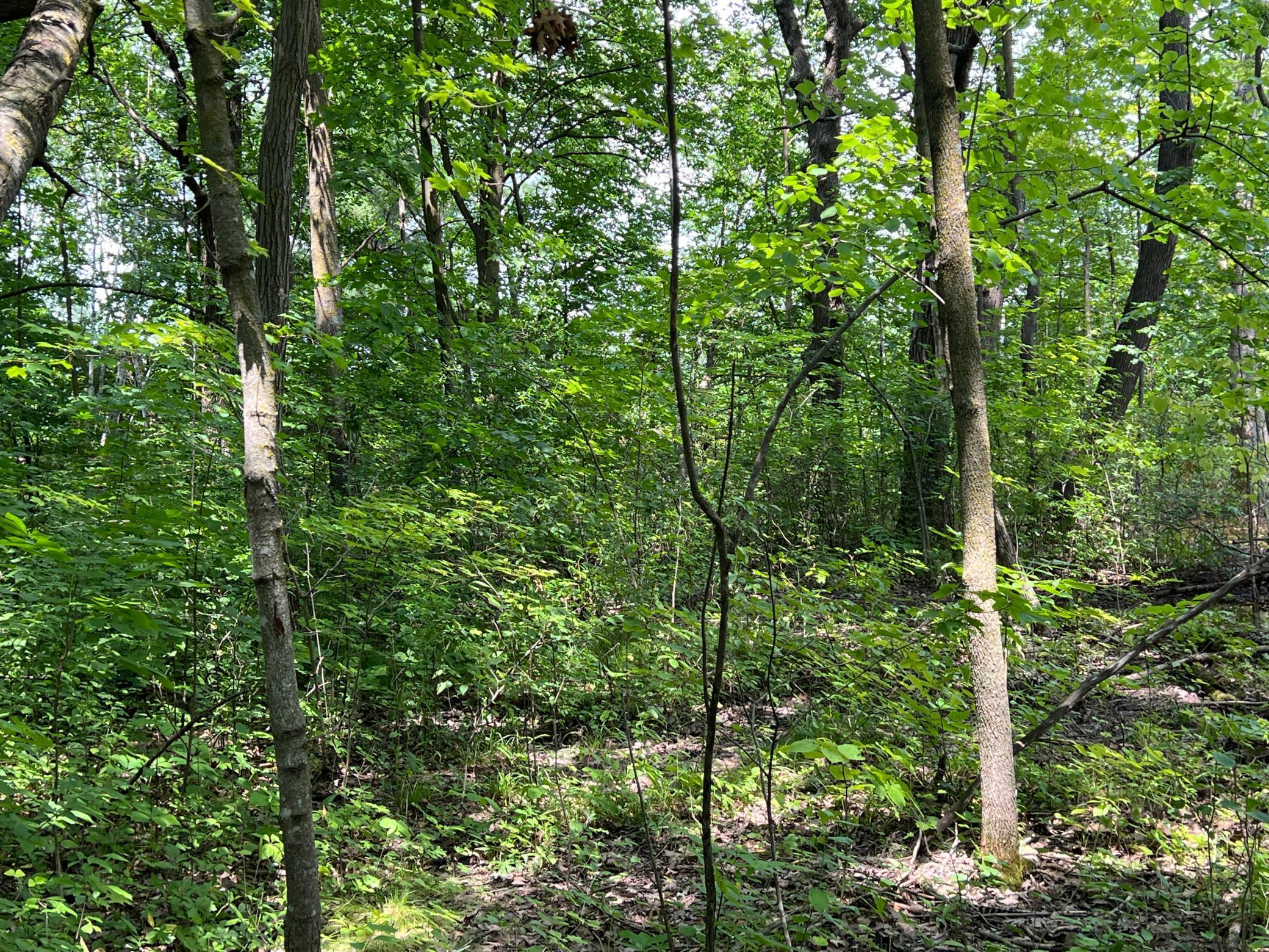 0 Cross Lake Road Pine City, MN 55063 - Photo 35 of 57