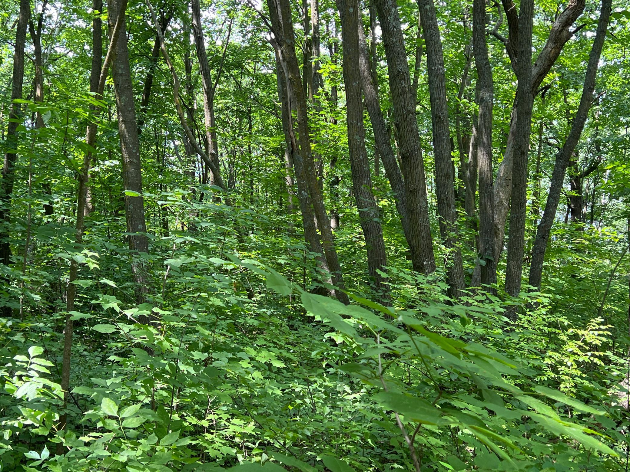 0 Cross Lake Road Pine City, MN 55063 - Photo 36 of 57