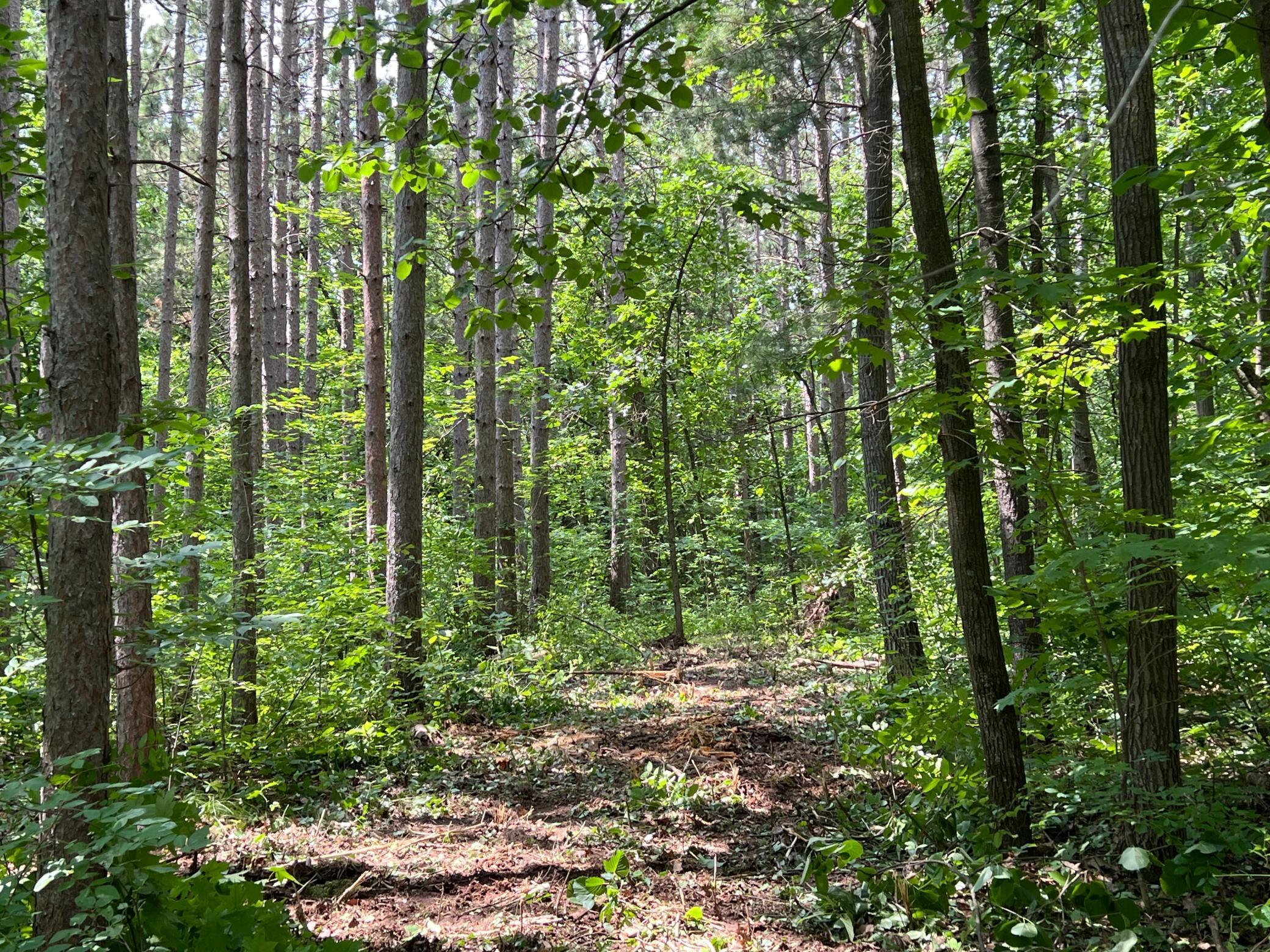 0 Cross Lake Road Pine City, MN 55063 - Photo 37 of 57