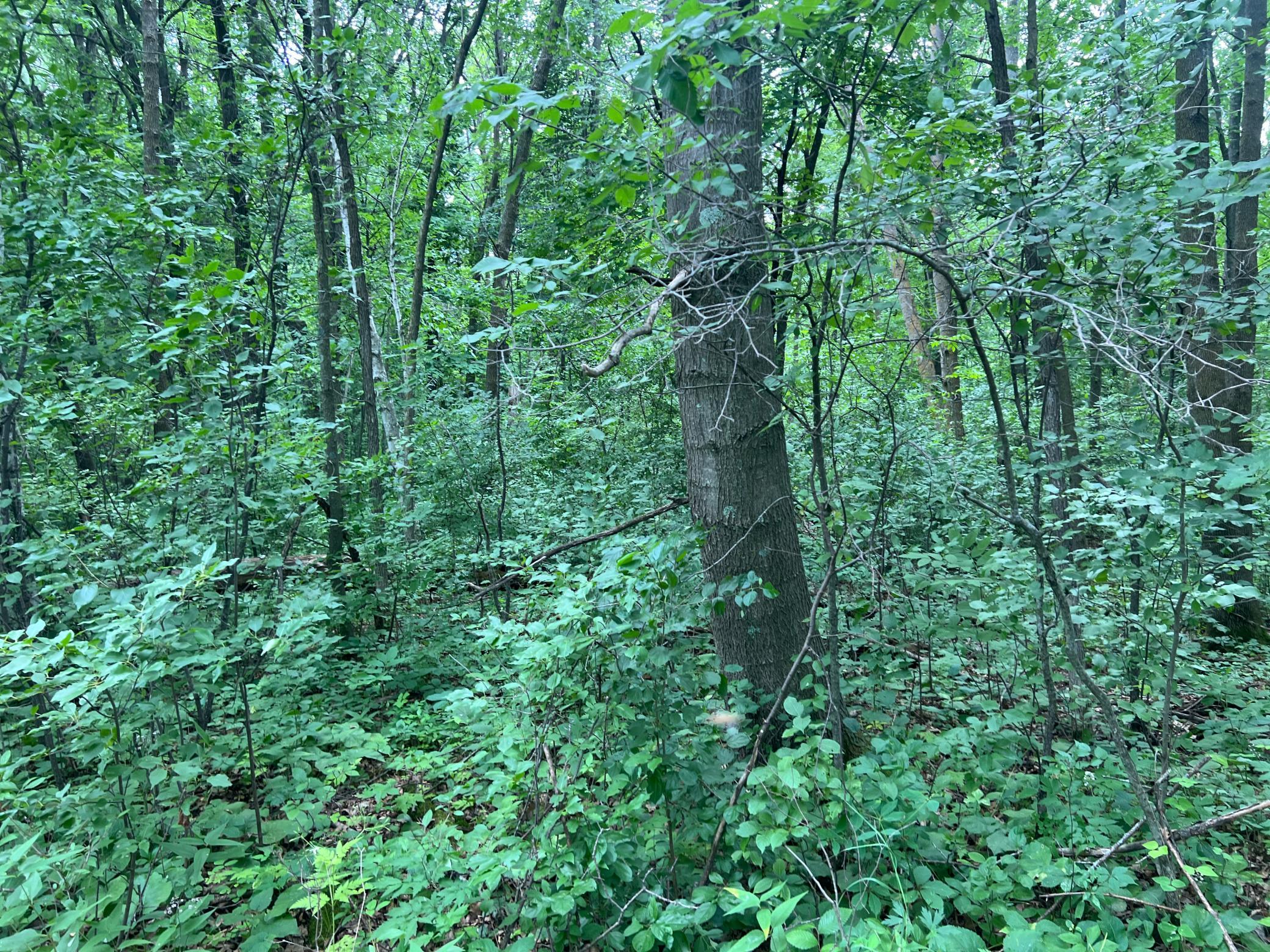 0 Cross Lake Road Pine City, MN 55063 - Photo 7 of 57