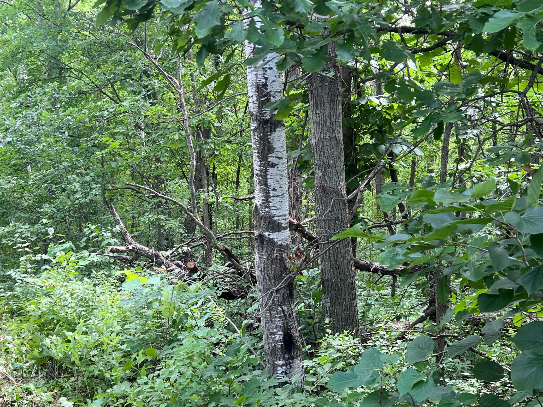 0 Cross Lake Road Pine City, MN 55063 - Photo 8 of 57