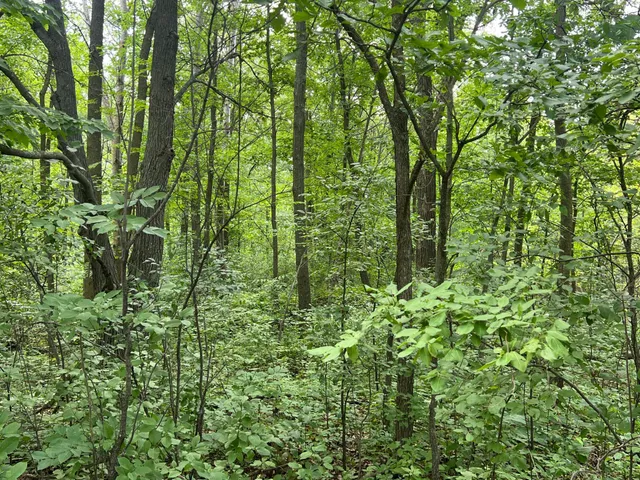 $179,000 | 0 Cross Lake Road, Pine City, MN 55063