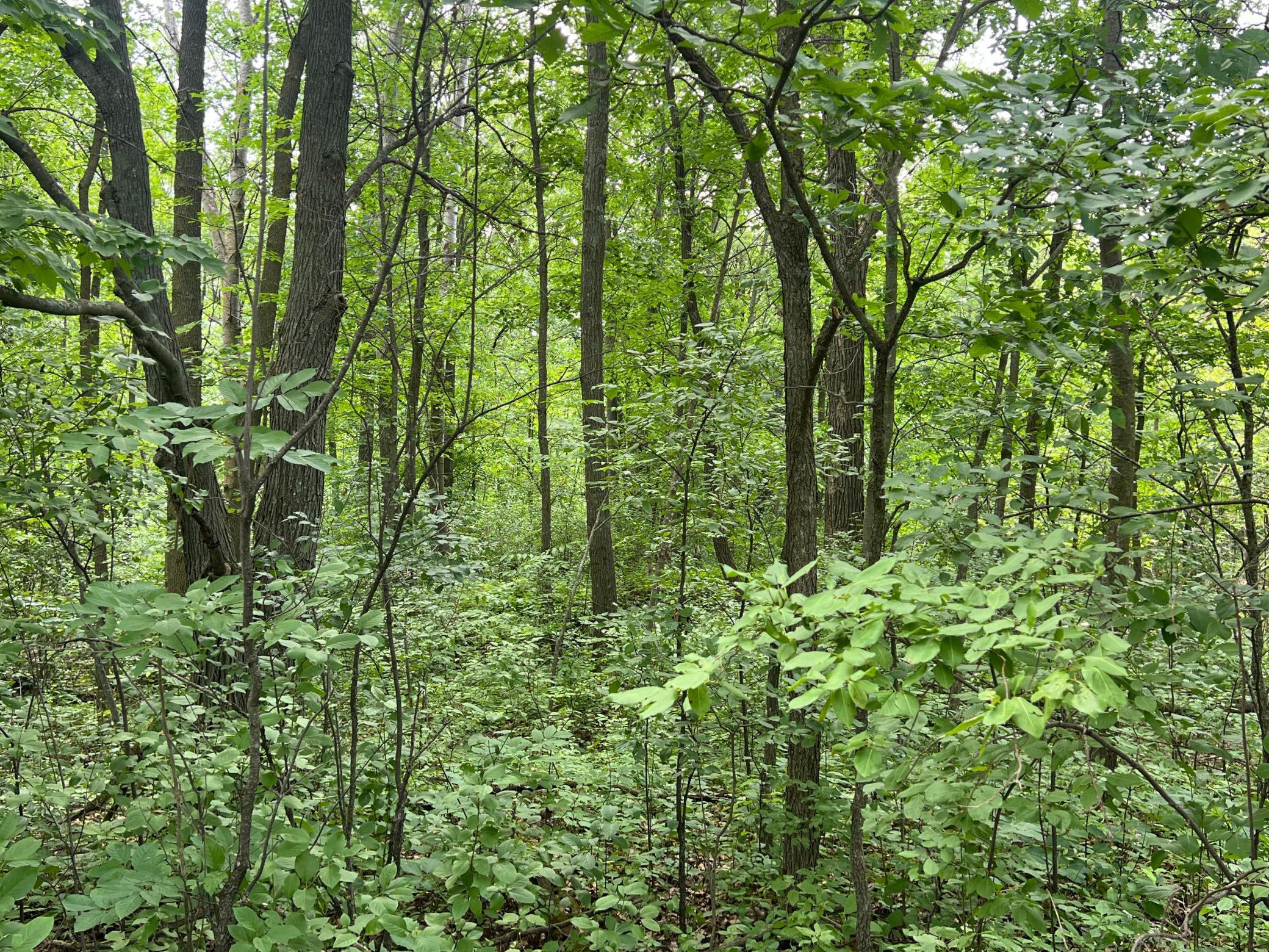 0 Cross Lake Road Pine City, MN 55063 - Photo 9 of 57