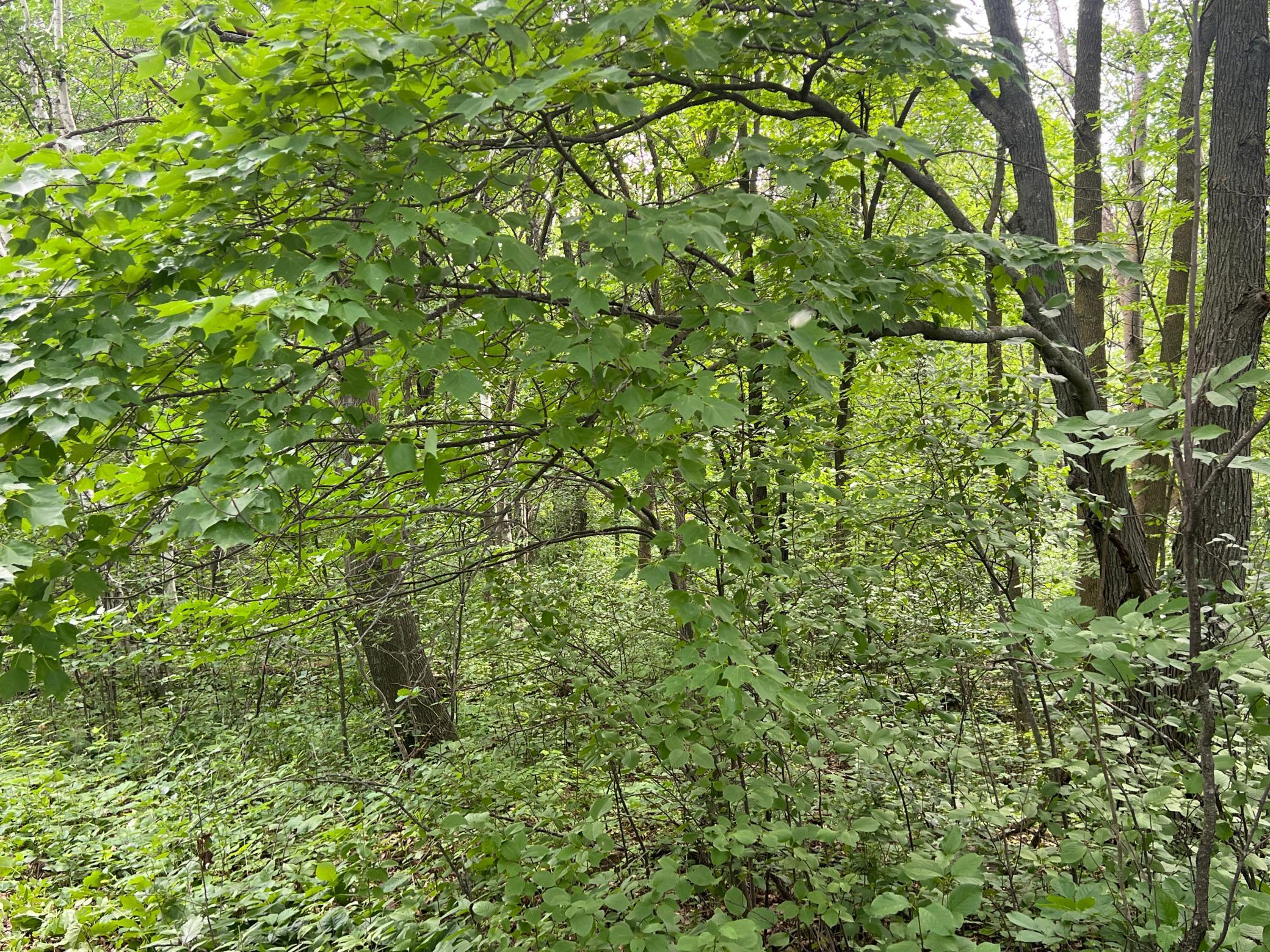 0 Cross Lake Road Pine City, MN 55063 - Photo 10 of 57