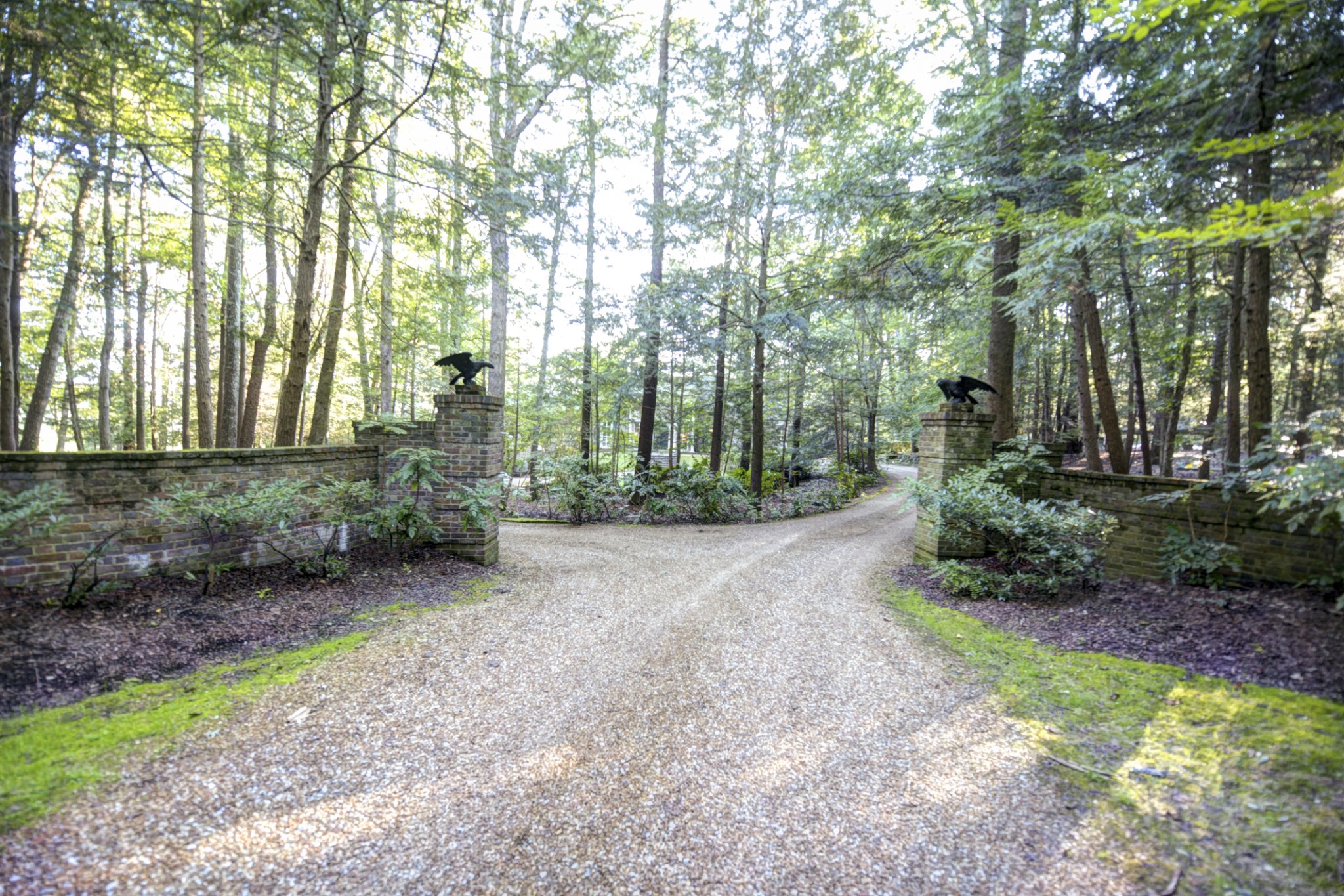 305 Clara's Point Road Sewanee, TN 37375 - Photo 6 of 46 a view of a yard with plants and large trees