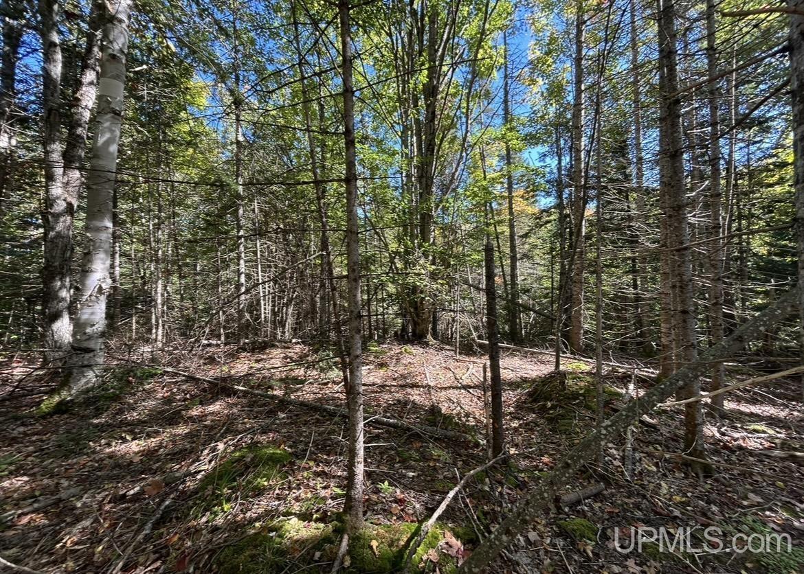 40-acres Mosquito Stub Road Shingleton, MI 49884 - Photo 20 of 25 Gallery Image 20