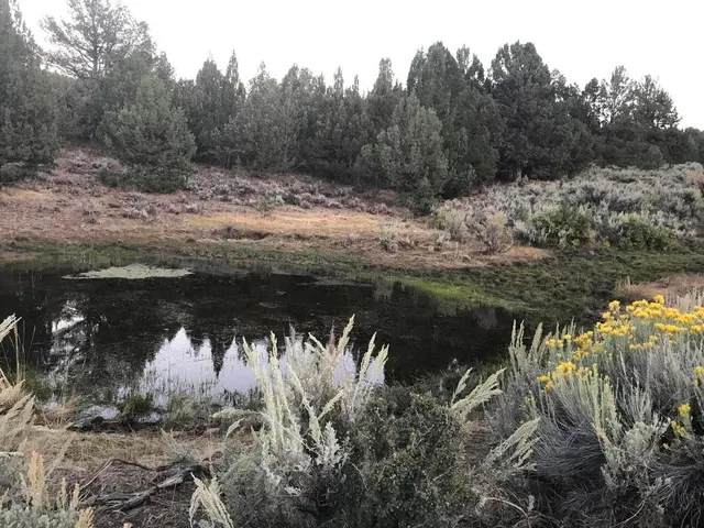 a view of a lake in between two trees
