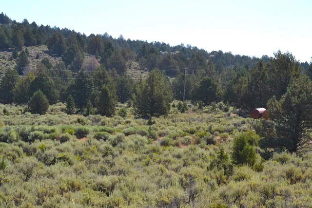 a view of a dry yard with trees