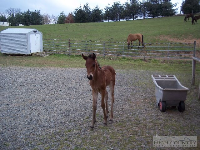 113 Chestnut Grove Church Road Sparta, NC 28675 - Photo 17 of 24 Gallery Image 17
