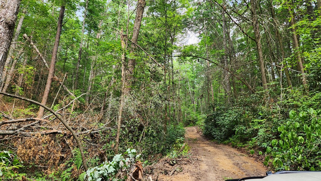 38-ac Tumbling Creek Road Copperhill, TN 37317 - Photo 15 of 65 a view of a garden