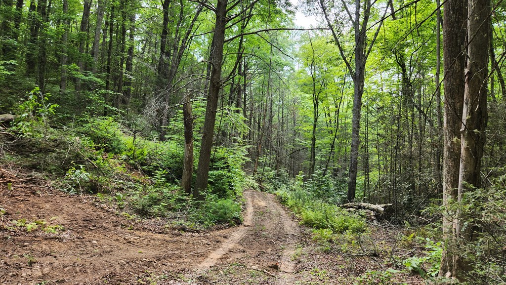 38-ac Tumbling Creek Road Copperhill, TN 37317 - Photo 17 of 65 Tumbling Creek