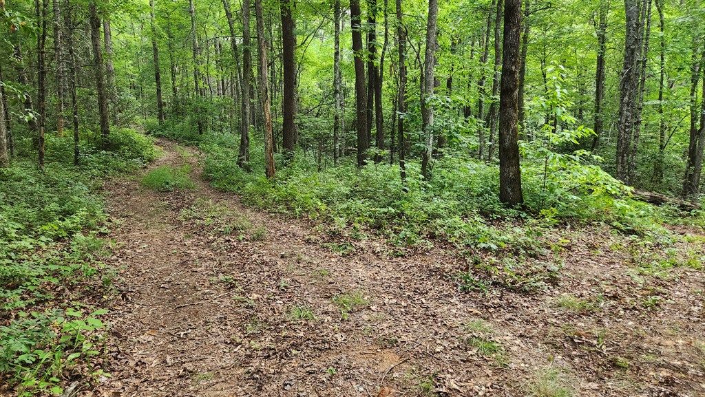 38-ac Tumbling Creek Road Copperhill, TN 37317 - Photo 20 of 65 a view of outdoor space and green space