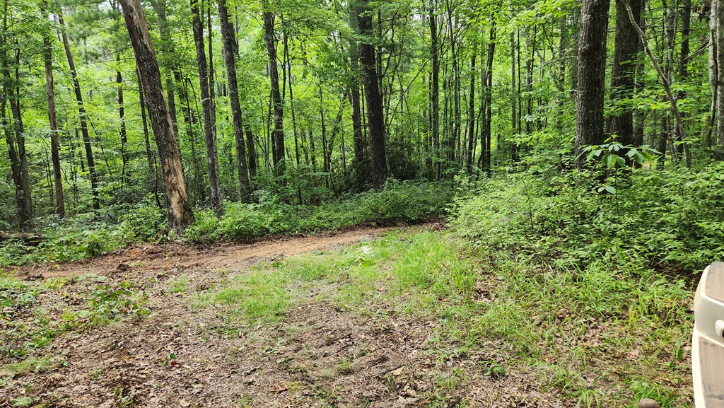 38-ac Tumbling Creek Road Copperhill, TN 37317 - Photo 21 of 65 a view of a garden with plants and large trees