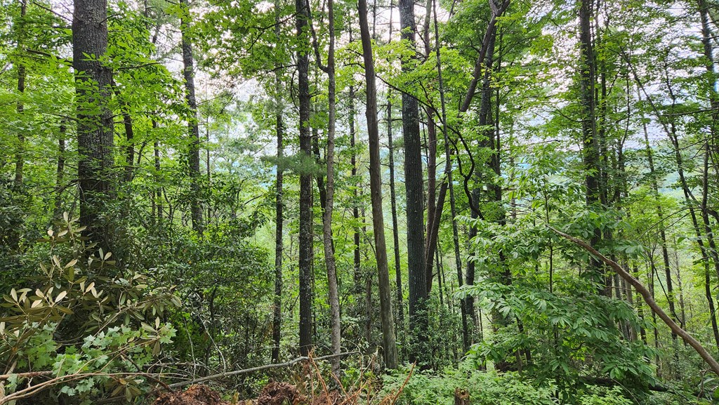 38-ac Tumbling Creek Road Copperhill, TN 37317 - Photo 3 of 65 Tumbling Creek