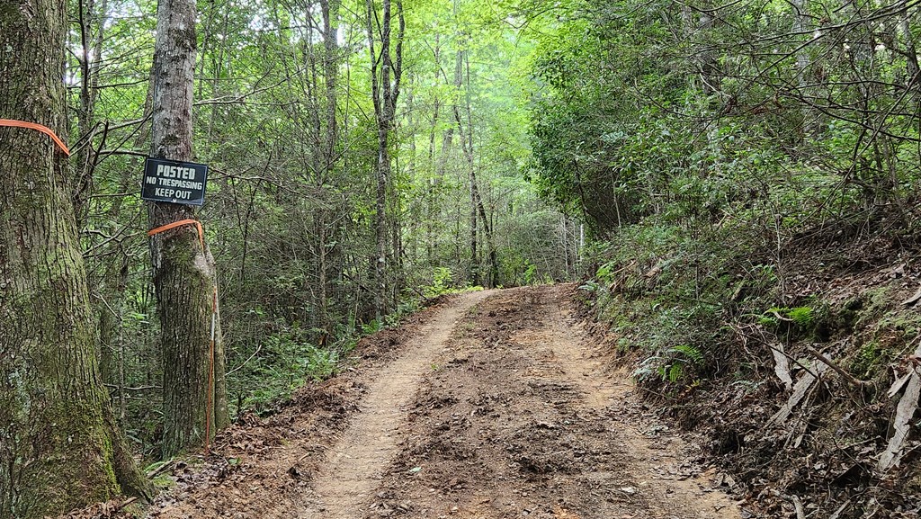 38-ac Tumbling Creek Road Copperhill, TN 37317 - Photo 31 of 65 a view of a forest with trees