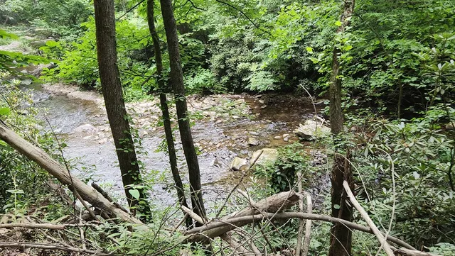 a backyard of a house with large trees