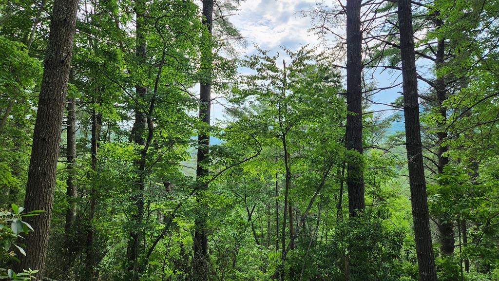 38-ac Tumbling Creek Road Copperhill, TN 37317 - Photo 45 of 65 a view of a lush green forest