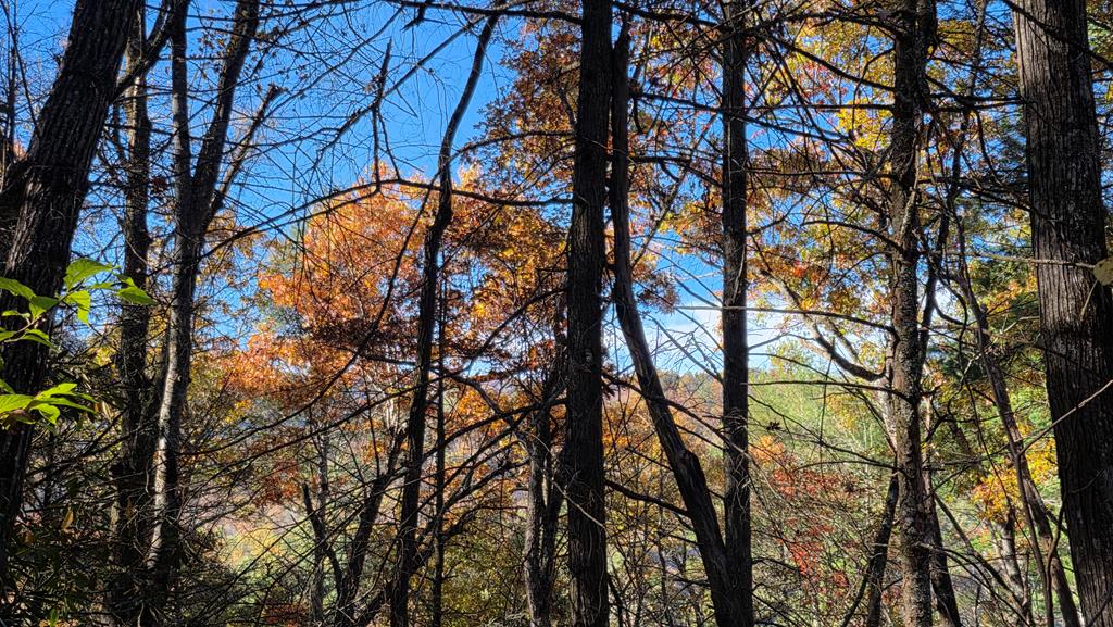38-ac Tumbling Creek Road Copperhill, TN 37317 - Photo 48 of 65 a view of trees in a backyard
