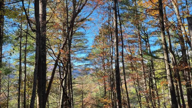 a view of a forest with lots of trees