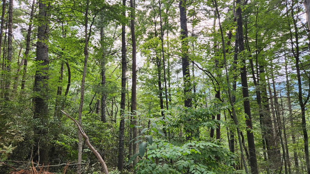 38-ac Tumbling Creek Road Copperhill, TN 37317 - Photo 5 of 65 Tumbling Creek