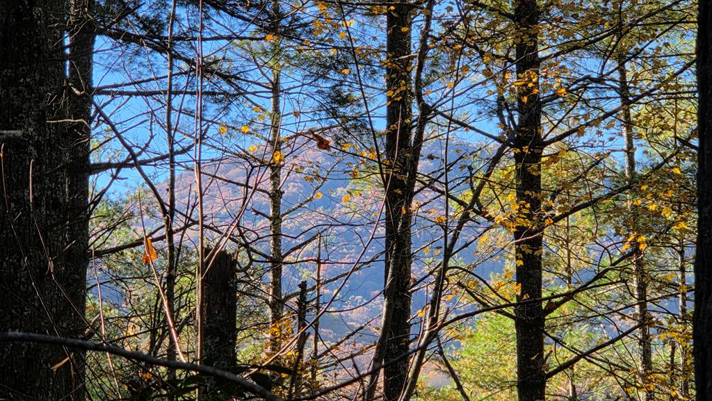 38-ac Tumbling Creek Road Copperhill, TN 37317 - Photo 51 of 65 a backyard of a house with large trees