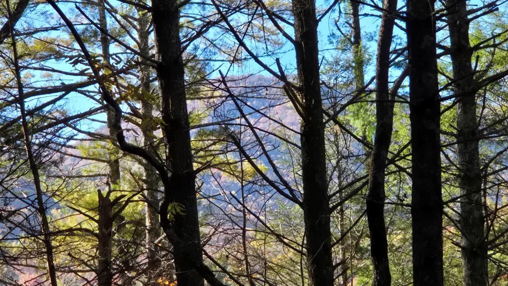 38-ac Tumbling Creek Road Copperhill, TN 37317 - Photo 52 of 65 a view of tree in front of house