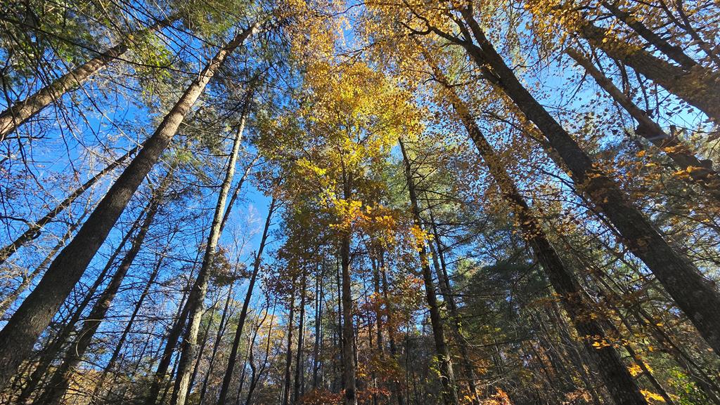 38-ac Tumbling Creek Road Copperhill, TN 37317 - Photo 58 of 65 a picture of tree