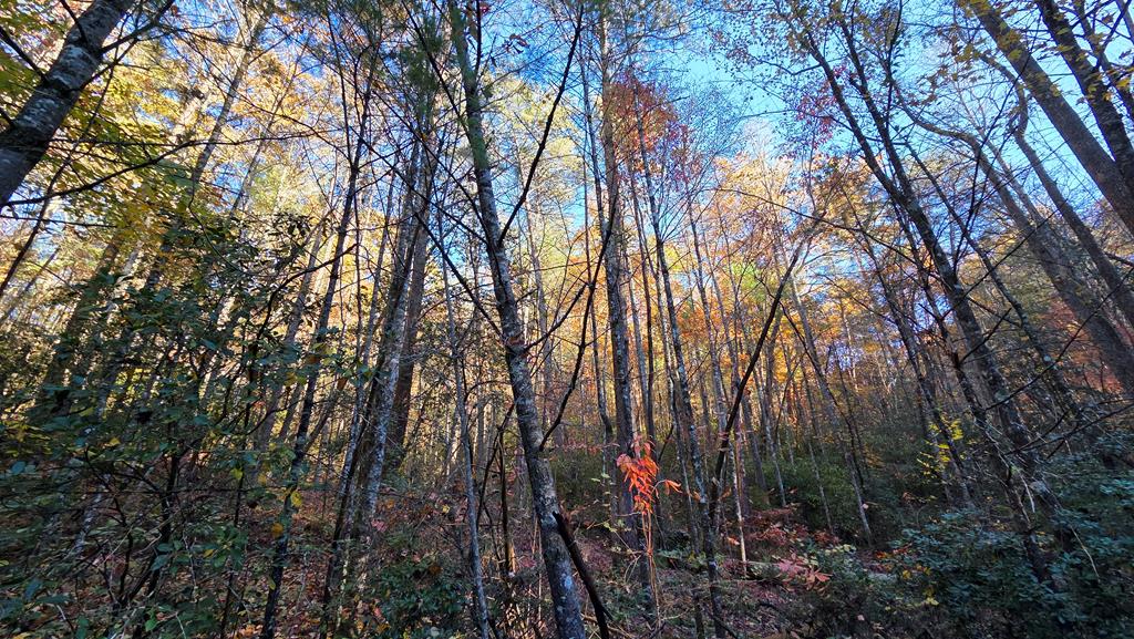 38-ac Tumbling Creek Road Copperhill, TN 37317 - Photo 59 of 65 a view of forest