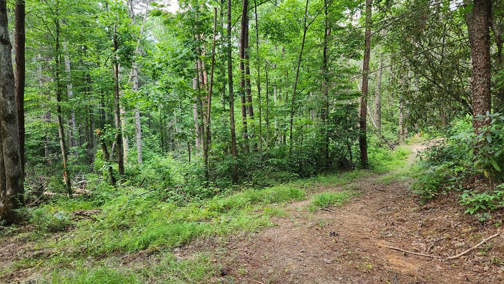 38-ac Tumbling Creek Road Copperhill, TN 37317 - Photo 8 of 65 a view of a lush green forest
