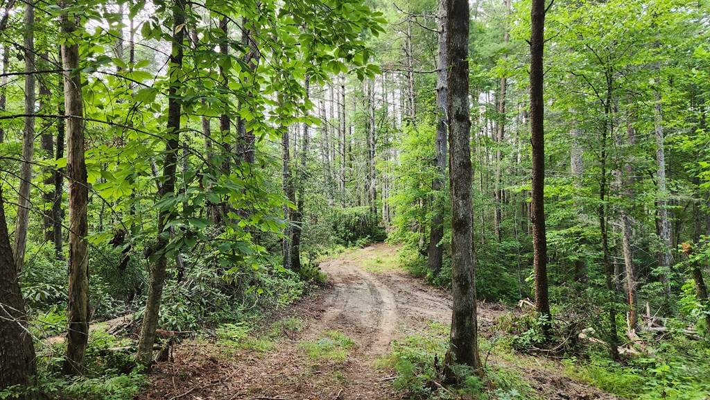 38-ac Tumbling Creek Road Copperhill, TN 37317 - Photo 9 of 65 a view of a forest that has lots of trees
