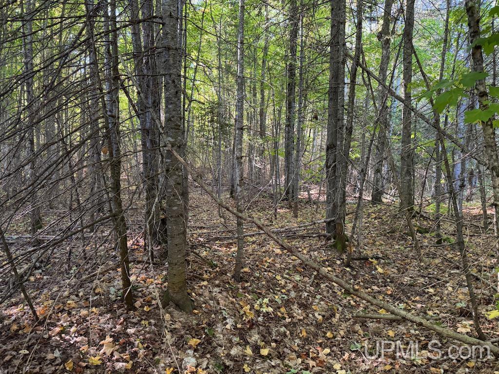 Tbd Webb Road Grand Marais, MI 49839 - Photo 4 of 11 Gallery Image 4