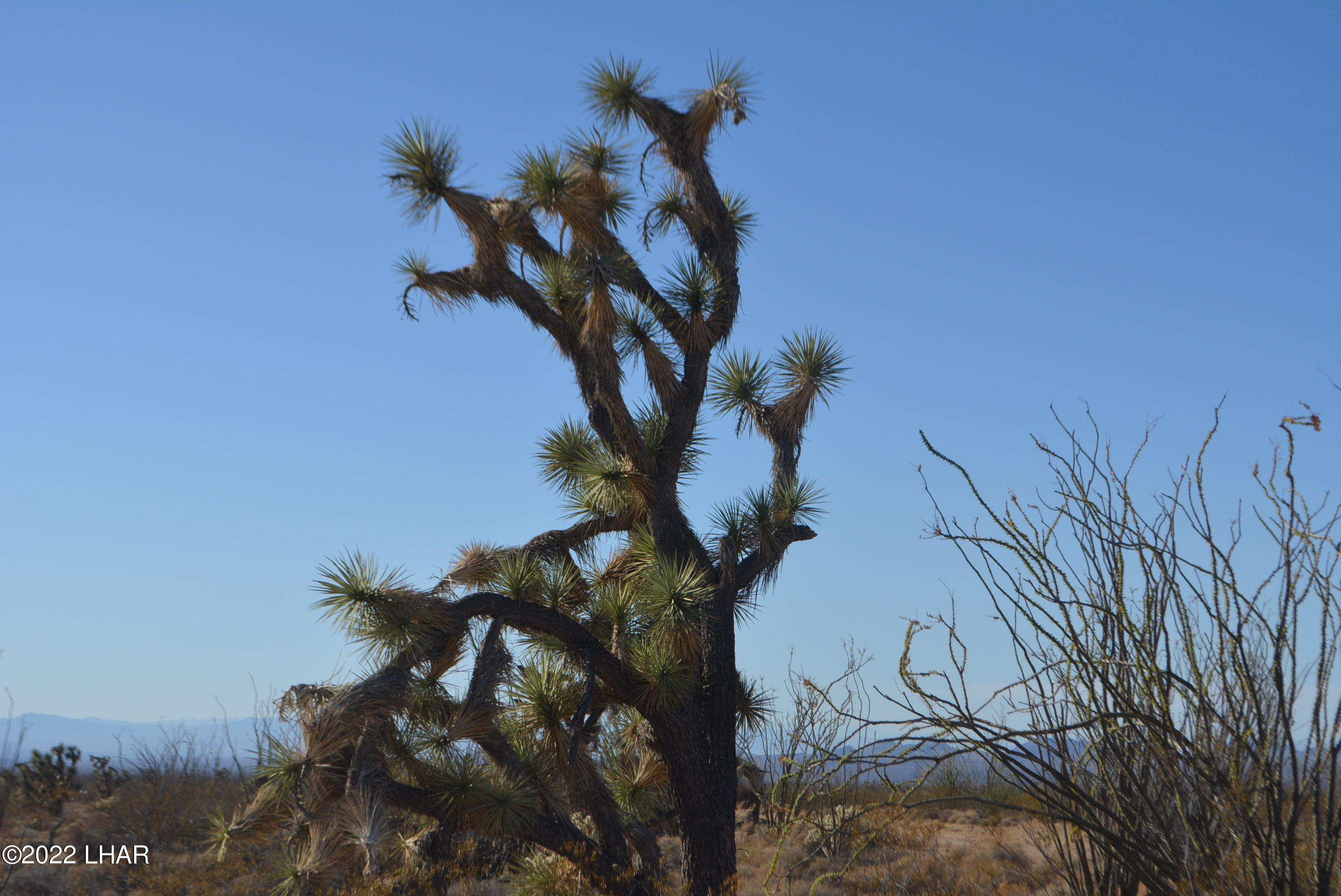3176 West B W Bronco Road Yucca, AZ 86438 - Photo 15 of 18 DSC_0870