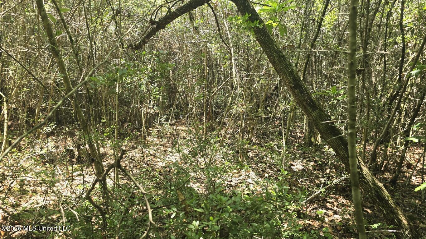 Addison Road State Line, MS 39362 - Photo 21 of 32 20260602_121426