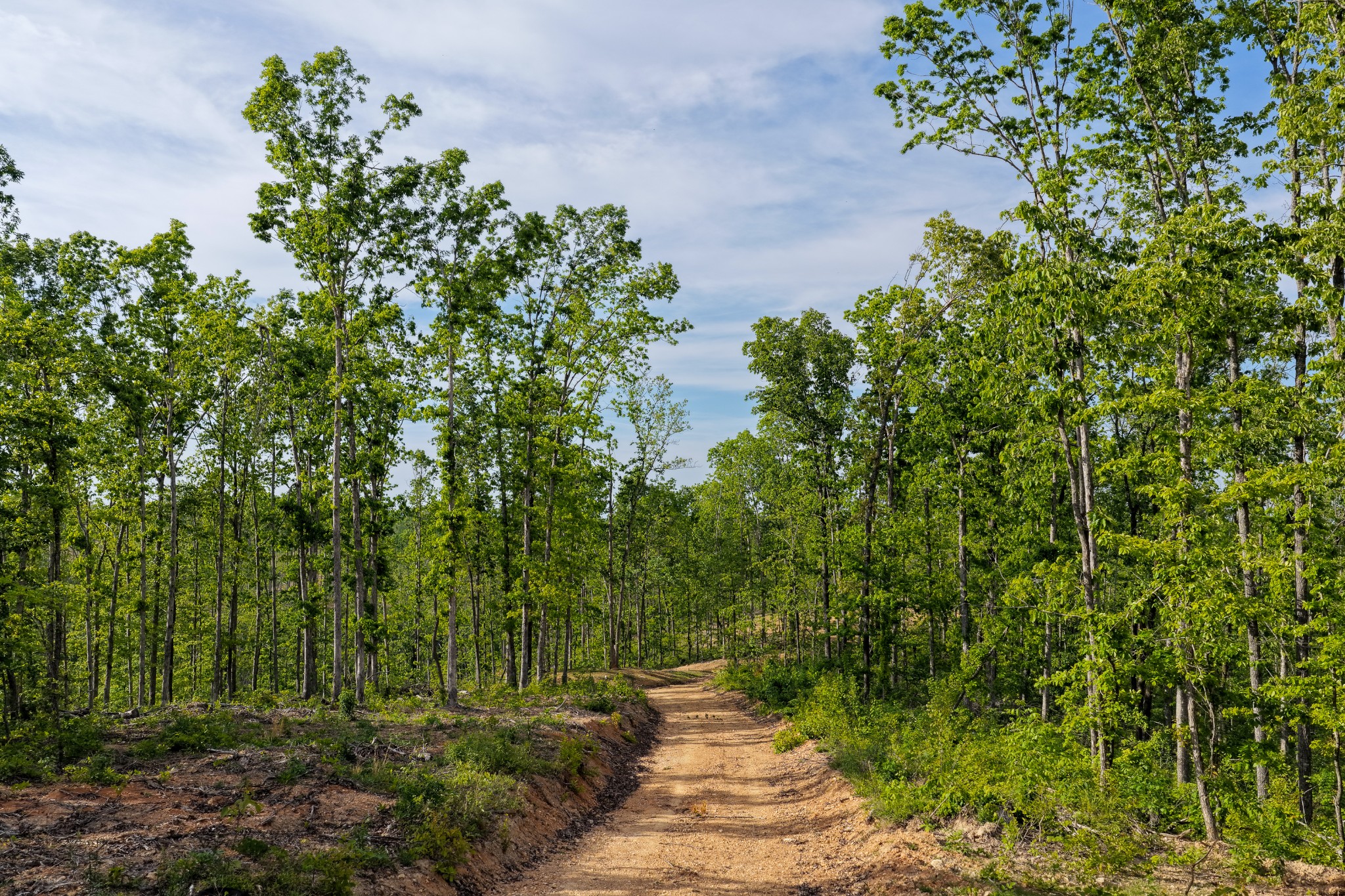 0 Fire Tower Road Centerville, TN 37033 - Photo 51 of 63 a pathway of a yard