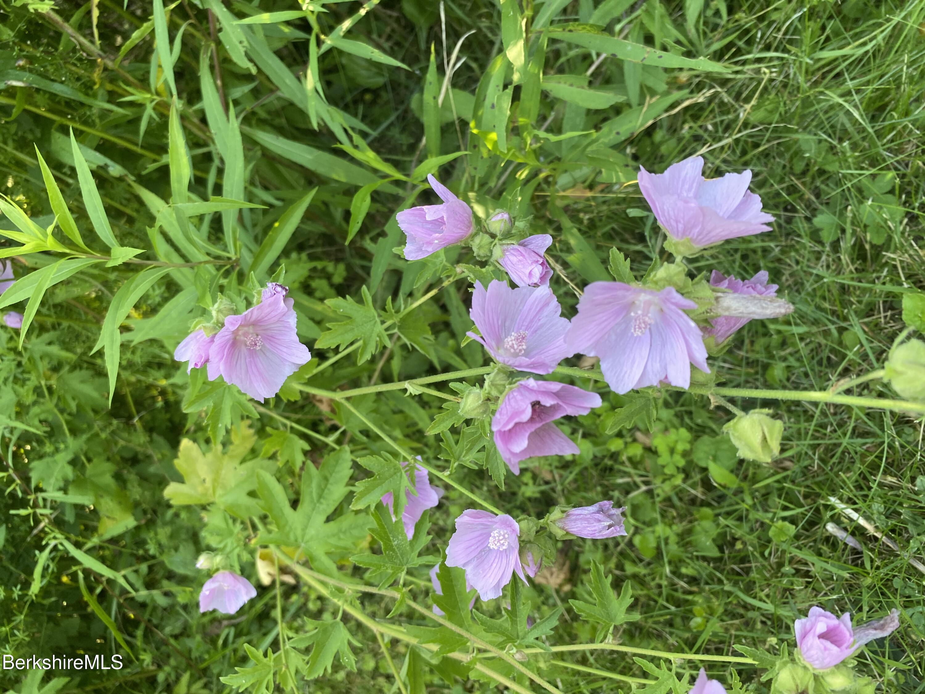 14 Blotz Road Washington, MA 01223 - Photo 28 of 28 a view of a flower