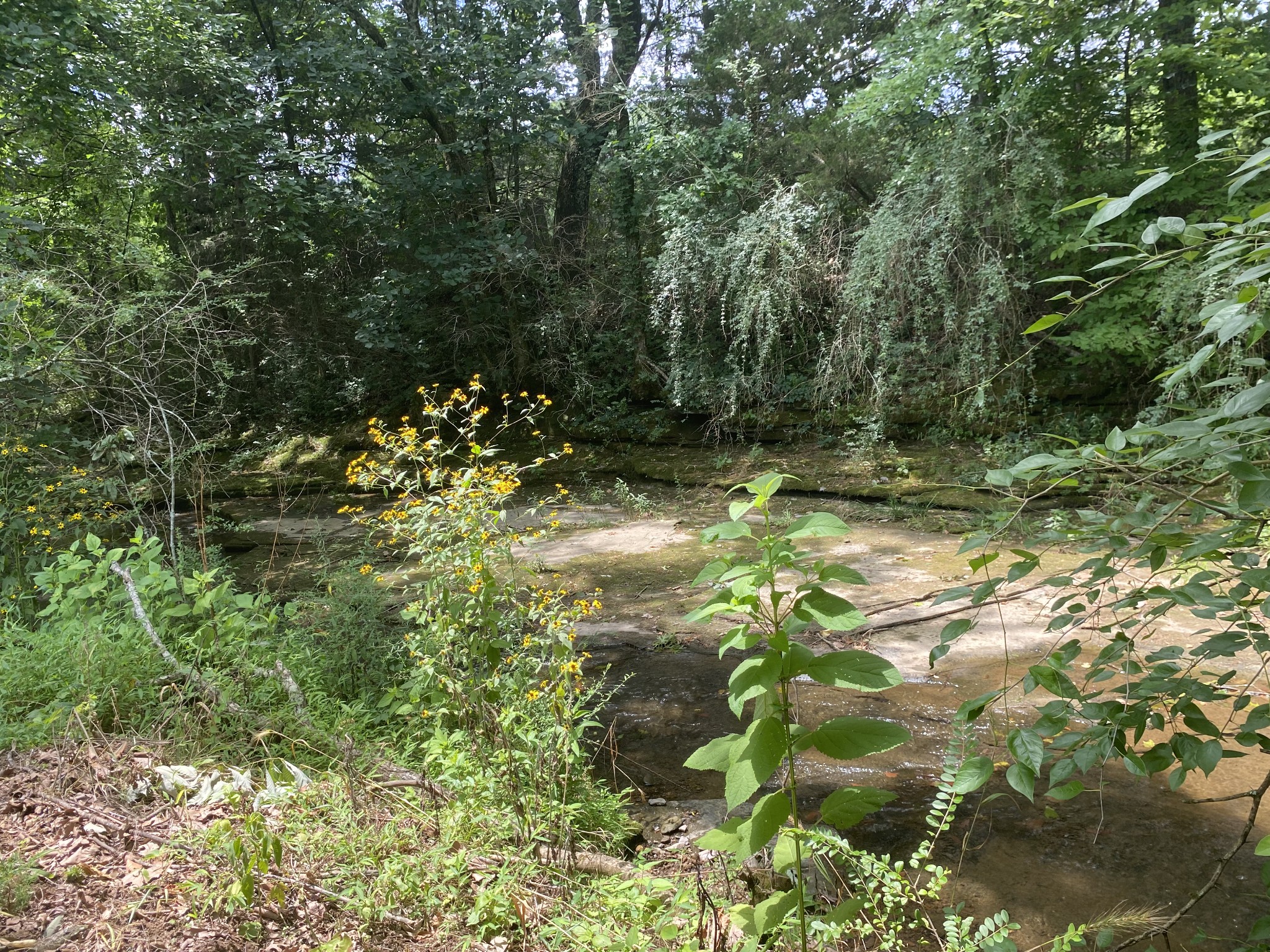 1 Diana Road Cornersville, TN 37047 - Photo 9 of 11